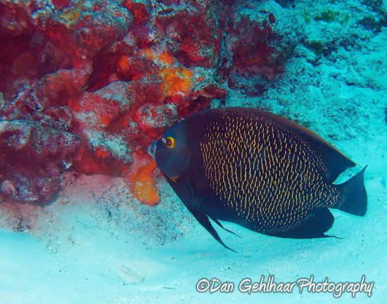 French Angelfish